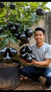 (Hasil Okulasi) Bibit Jambu Air Hitam Jumbo/Manis Dan tekstur Renyah/Sudah Berbuah