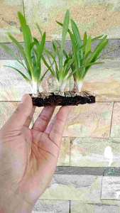 Sagittaria subulata Tanaman Aquascape Media Lempeng Pakis Super