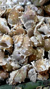 Cangkang kerang - kerang duri - 1 ons - kerang hias - bahan kerajinan