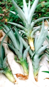 BIBIT NANAS MADU JUMBO TANPA DURI NANAS MADU MD SUBANG NANAS BAGONG SIAP TANAM