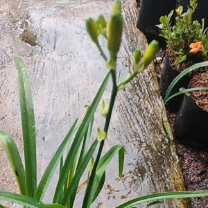 Tuberose / 夜来香 / Bunga Sedap Malam / ट्यूबरोज़ फूल (Singapore: Polianthes Tuberosa) – Fragrant Flowers Long Blooming E