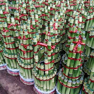 Tanaman hias hoki keberuntungan Lucki bambu pohon hias pembawa rezeki