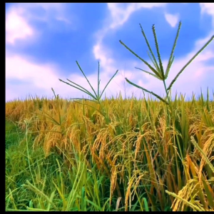 Benih Padi MR 337 SUPER bibit padi unggul kualitas terbaik KEMASAN 1KG