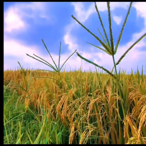 Benih Padi MR 337 SUPER Bibit padi unggul kualitas terbaik KEMASAN 5kg