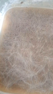 เชื้อเห็ดตับเต่า เห็ดห่า เห็ดผึ้ง เข้มข้น เดินเชื้อดี ติดรากไว | สูตรเฉพาะ พร้อมส่ง | 600 ml