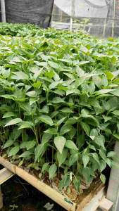 Benih cabe rawit hijau acung/caplak paket (20 batang) siap tanam