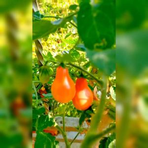 10 BIJI / BENIH TOMAT RED PEAR  (REPACK)