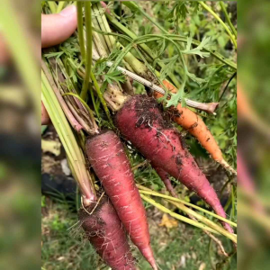 15 BIJI BENIH WORTEL RAINBOW BLEND (REPACK)