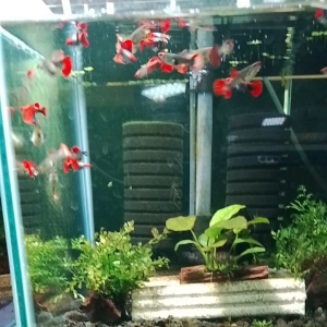 GPS Aquatic Red Head Koi Butterfly Ear Guppy 1 pair