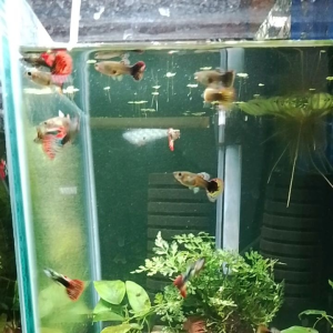GPS Aquatic Red Dragon Guppy 1 Pair