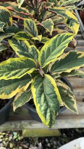 สาวสันทราย Clerodendrum quadriloculare (Blanco) Merr