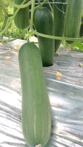 PROMO!!!! 500 BIJI BENIH TIMUN LALAP HIJAU SUPER biji benih tanaman mentimun lalap