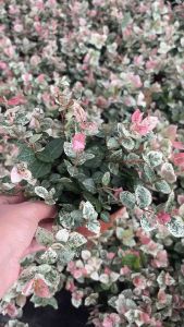 #ต้นโตเกียวสโนว์(Tokyo snow) #ด่างชมพู กระถาง 5นิ้ว ต้นโตเกียวสโนว์ พันธุ์ไม้ยืนต้นมีใบโดดเด่น สวยงามของสีสัน และรูปร่าง “ ต้นโตเกียวสโนว์ “ พันธุ์ไม้ต่างประเทศที่มาแรง เพราะสีสัน รวมไปถึงลักษณะของใบที่โดดเด่น และสวยงาม ☀️80% 🌸 วิธีการปลูกต้นตุ๊กแกด