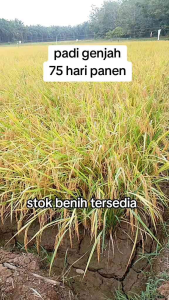 BENIH/BIBIT PADI TRISAKTI GENJAH 75 HARI BERKUALITAS TERBAIK 5KG