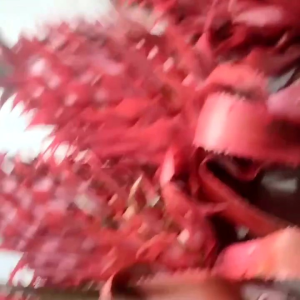 buah nanas muda segar nanas merahnanas hijou