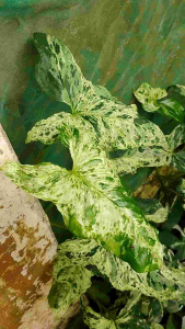 Syngonium Mojito - - Pokok Syngonium Mojito - सिंगोनियम मोजिटो Syngonium Mojito – Exotic Variegation Easy Indoor Plant Compact Aroid Stylish Foliage Low Maintenance LIVE PLANT