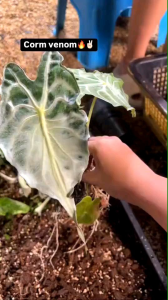 Alocasia venom corm คัดเกรดจำหน่ายแบบไข่เพาะชำส่งชำในถ้วยอบอย่างดี