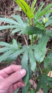 Hoàng kì nam ( hạt giống)