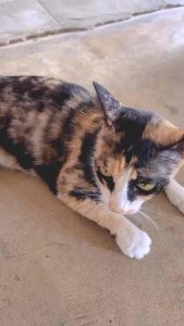 หวีสำหรับ หวีขนน้องแมว หวีง่าย น้องแมวไม่เจ็บ