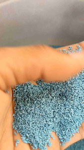 Bermuda Grass 10gram / Biji rumput lapangan bola & golf / biji rumput swiss jepang golf / Biji rumput bermuda grass