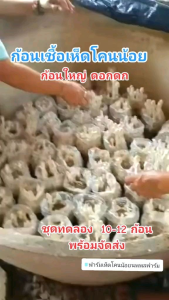 ก้อนเชื้อเห็ดโคนน้อย ชุด 12 ก้อน