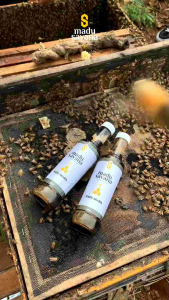 Madu Murni Original Asli Dari Hutan Akasia