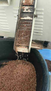 ข้าวไร่หอมบอน ข้าวอินทรีย์ของแท้100% จากเมืองกระบี่ บรรจุถุงละ 1 กก. ราคา 150 บาท หอม อร่อย ปลอดภัยจากสารเคมี