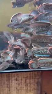 Sterwati 4inchi+- High Quality Rim Putih&Tebal (Pallet Trained)