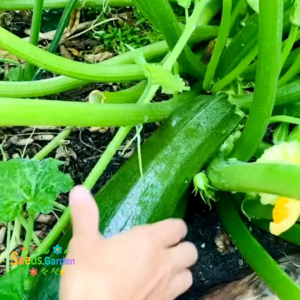 5 BUTIR BIJI/BENIH TANAMAN ZUKINI | ZUCCHINI HIJAU PANJANG