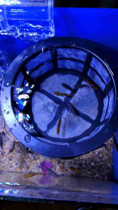 กระชังแยกลูกปลา แยกลูกปลาแรกคลอด