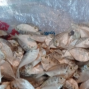 Ikan Asin Pirik/Petek kecil 1 kg