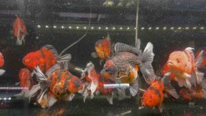 🔥CKH Aquatic🔥 Goldfish Thai Oranda Butterflytail Tiger