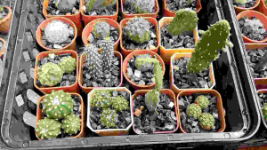 ยกเซทต้นไม้16ต้น ไม้ระดับปกติปนไม้หาง่ายราคาถูก