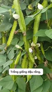 ￼[Seeds] Hạt giống Đậu Rồng RD02 (đậu khế) đóng gói