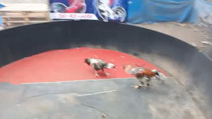 พม่าลีลาเชียงใหม่