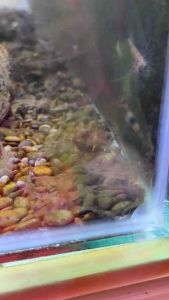 Blue Leg Poso Sulawesi Shrimp udang hiasan sulawesi caridina caerulea