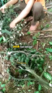 PROMO PINANG / JAMBE MUDA/1kg COD