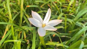 D.หัวดอกบัวดิน Labuf สีขาวมีกลิ่นหอมหัวละ 10 บาท