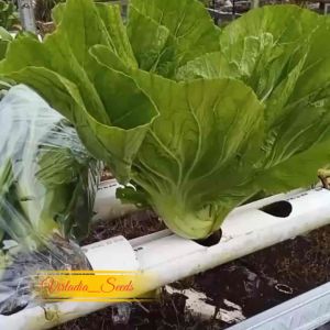 [Virladia Seeds] Biji Benih tanaman sayuran Sawi Pahit
