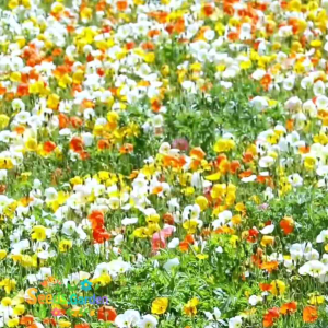 100 BUTIR BIJI/BENIH BUNGA ICELAND POPPY PAPAVER MIX (Tahan Panas)