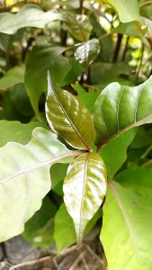 Bibit tanaman herbal daun ungu - herbal alami banyak manfaat