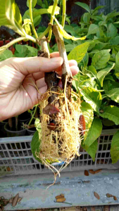 3+1 FREE MADRE DE AGUA ROOTED HIGH QUALITY MAY DAHON AT UGAT NA KAYA SURE NA BUHAY NA LEGIT MADRE.