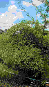 หน่อไม้ต้มบรรจุถุง 500 กรัม สำหรับประกอบอาหาร