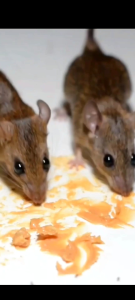 Wiselie Semprotan Pengusir Tikus Alami Obat Pengusir Anti Tikus Ampuh dengan Formula Aromatic Spray Melindungi Rumah dari Tikus