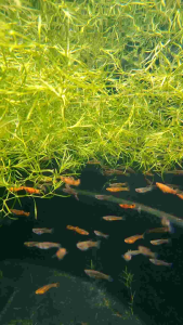 (Pair) Red Swamp Guppy - Micropoecilia picta guppy | Endlers | Fish