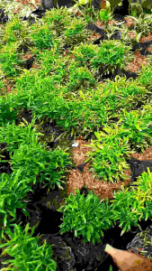 Tanaman hias brokoli hijqu