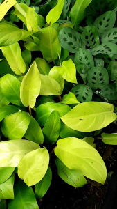 tanaman hias philo lemon/philodendron moonlight lemon/centong mas kuning