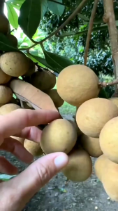 Bibit Buah Unggul Kelengkeng Matalada Super🌱Hasil OkulasiMempunyai daging tebal biji BesarBisa ditanam dan Berbuah dalam pot