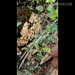 Kopi Luwak Liar Arabika Gayo KAHWAKU 1000 Gram