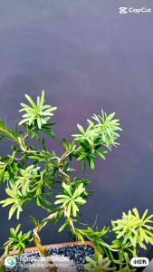 Podocarpus Bonsai plant